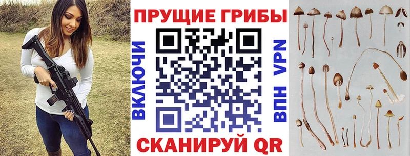 Псилоцибиновые грибы Psilocybe  площадка наркотические препараты  Асино 